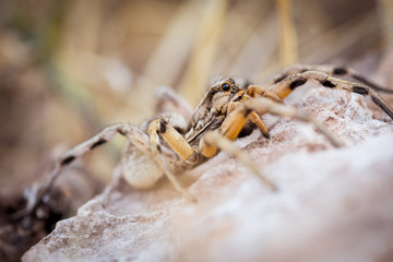 Spider's large eyes