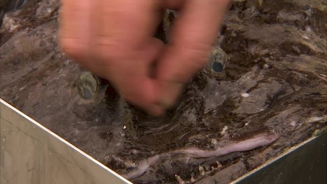 Close up shot of monkfish's face as a man pulls its mouth open to see inside.