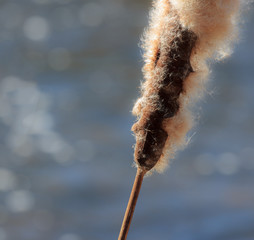 Pałka Wodna  © Wojciech Lisiński