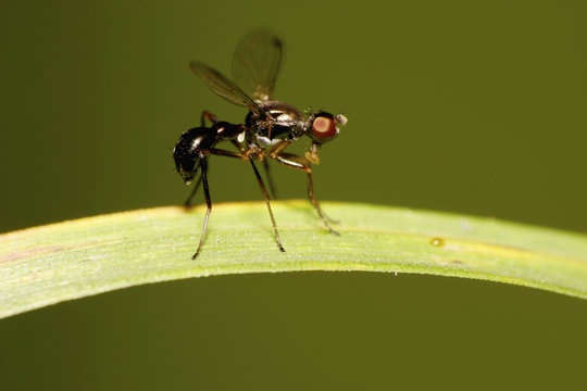Close-up black fly fly-Caucasian sepsidae Themira putris