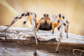 Spider's large eyes