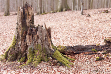 Totholz im Naturwald
