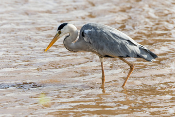 Heron cendré; Ardea cinerea, Grey Heron
