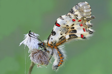Orman fistosu -  Zerynthia cerisyi © mylasa