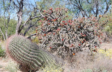 Saguaro Nationalpark