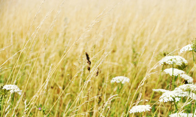 a picturesque landscape of the spring Alpine meadow, a kind of colorful beautiful field plants. Flowers with petals of sky-blue color. Delphinium, Chamomile, tansy, St. John's wort, yarrow, Achillea