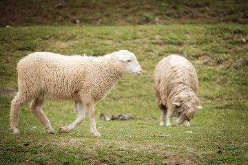 Fototapeta premium Cute funny happy sheep at outdoor garden nature field valley