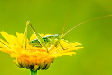 Grasshopper green on yellow flower