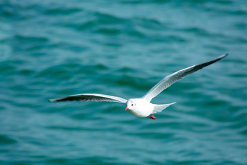 White seagull in the sky against a background of blue sea. Sea bird. Summer. Fly. Space for text.