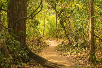Naklejka premium Wanderung durch Costa Ricas Naturschutzgebiet, Nicoya-Halbinsel