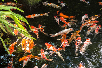 Koi fish in a pond on a sunny day