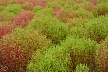 コキア 花 flower