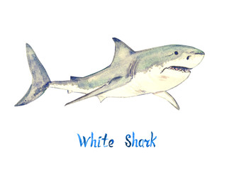 White shark, isolated on white background hand painted watercolor illustration with handwritten inscription