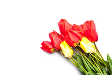 Tulips on white