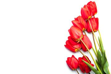 Tulips on white
