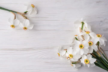 Daffodil flower on background
