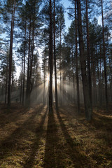 Fototapeta na wymiar Sunlight in misty forest.