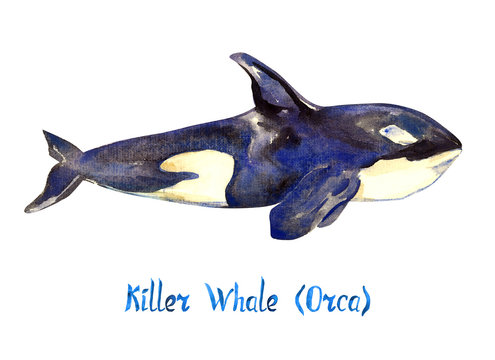 Killer whale (Orca), isolated on white background hand painted watercolor illustration with handwritten inscription