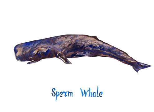 Sperm whale, isolated on white background hand painted watercolor illustration with handwritten inscription