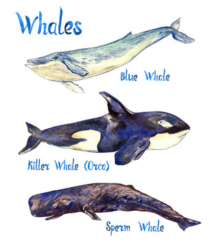 Whales species collection: Blue, Killer Whale (Orca) and Sperm whale, isolated on white background hand painted watercolor illustration with handwritten inscription