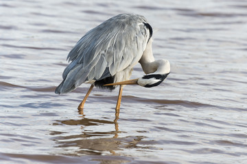 Heron cendré; Ardea cinerea, Grey Heron