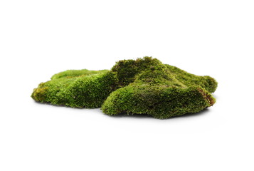 Green moss isolated on white background