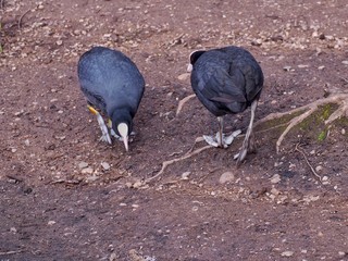 Coots