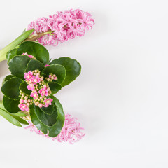 Spring background. Pink kalanchoe and hyacinths on white. Close up.