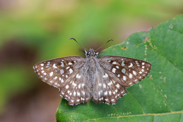 Image of The Spotted Angle butterfly (Caprona agama agama) on white background. Insect. Animal