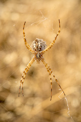 Spider argiope on your network
