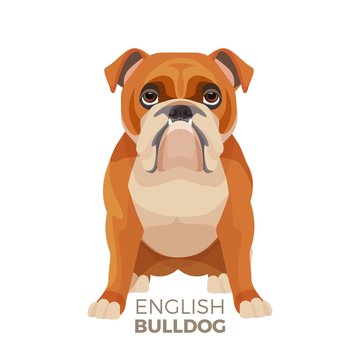 British Bulldog medium-sized breed, English bulldog muscular, hefty puppy