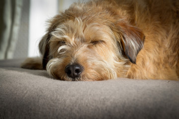 Naklejka na ściany i meble Hundeschnauze with fluffy dog fur, light brown lies on dog pillows, dog blanket. Mixed breed dog