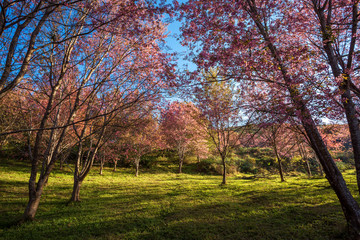 Fototapeta premium Cherry flower Prunus cerasoides,Giant tiger flower.bright pink flowers of Sakura in 