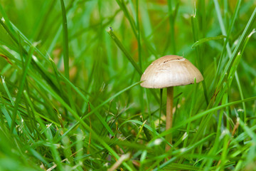 Small mushroom in the grass. Extreme closeup.