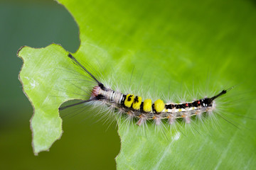 Image of worm on a green leaf, A reptile that is common in nature Living under the ground Leaves and trees. Insect. Animal