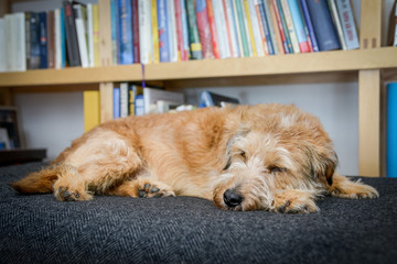 Dog lies comfortably on dog blanket, dog pillows and sleeps or is alert. At home in front of a bookshelf