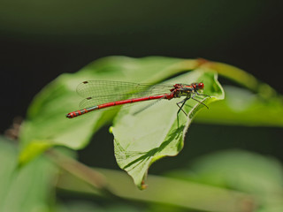 Libellule bleue accrochée à un roseau au-dessus de l'eau d'une rivière. Demoiselle insecte volant dans la nature du Sud de la France en été
