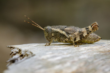 Image of a Brown grasshopper (Acrididae) on natural background. Insect. Animal