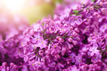 lilac flower on white background isolated