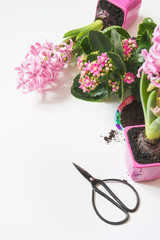 Spring gardening concept with pink kalanchoe, hyacinths and tools. Flat lay. Close up.