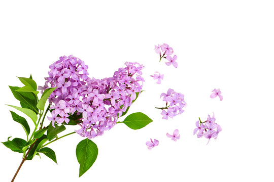 lilac flower on old wooden background