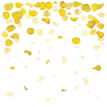 Yellow rose petals are falling down. The flowers are realistic. Vector illustration. Summer design.