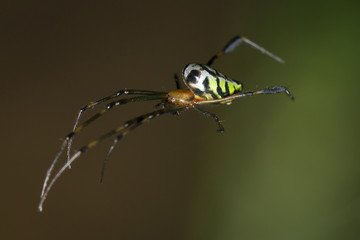 Image of Leucauge tessellata spider (Tetragnathidae) on the spider web. Insect. Animal
