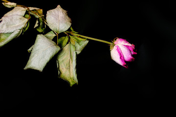 Dehydrated flower on a black surface.