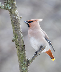 Waxwing