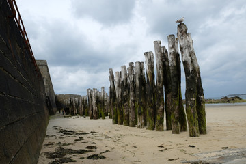 seagull sitting on the wooden pillar on the beach