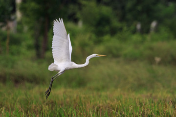 Image of Great Egret(Ardea alba) flying on the natural background. Heron, White Birds, Animal.