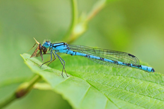 Libellule bleue accroch&eacute;e &agrave; un roseau au-dessus de l'eau d'une rivi&egrave;re. Demoiselle insecte volant dans la nature du Sud de la France en &eacute;t&eacute;
