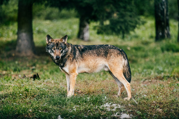 Outdoor wolf portrait. Wild carnivore predator at nature after hunting. Dangerous furry animal in european forest. Poor lonely canine muzzle in zoo. Feathers of eaten bird. Beast on wild territory.
