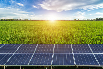 Solar panel on Cornfield and Rice Golden yellow sunset background.